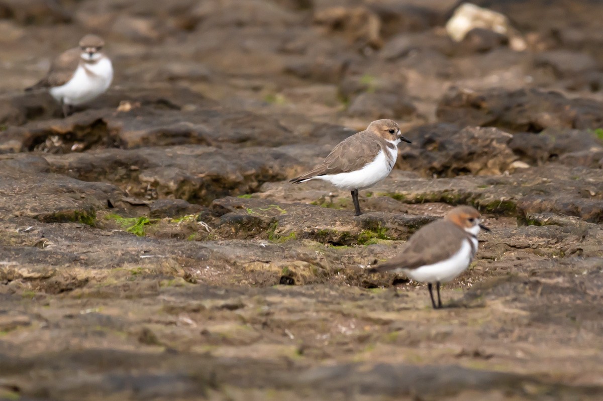 Two-banded Plover - ML352945481