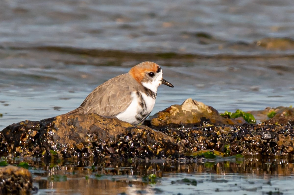 Two-banded Plover - ML352945491
