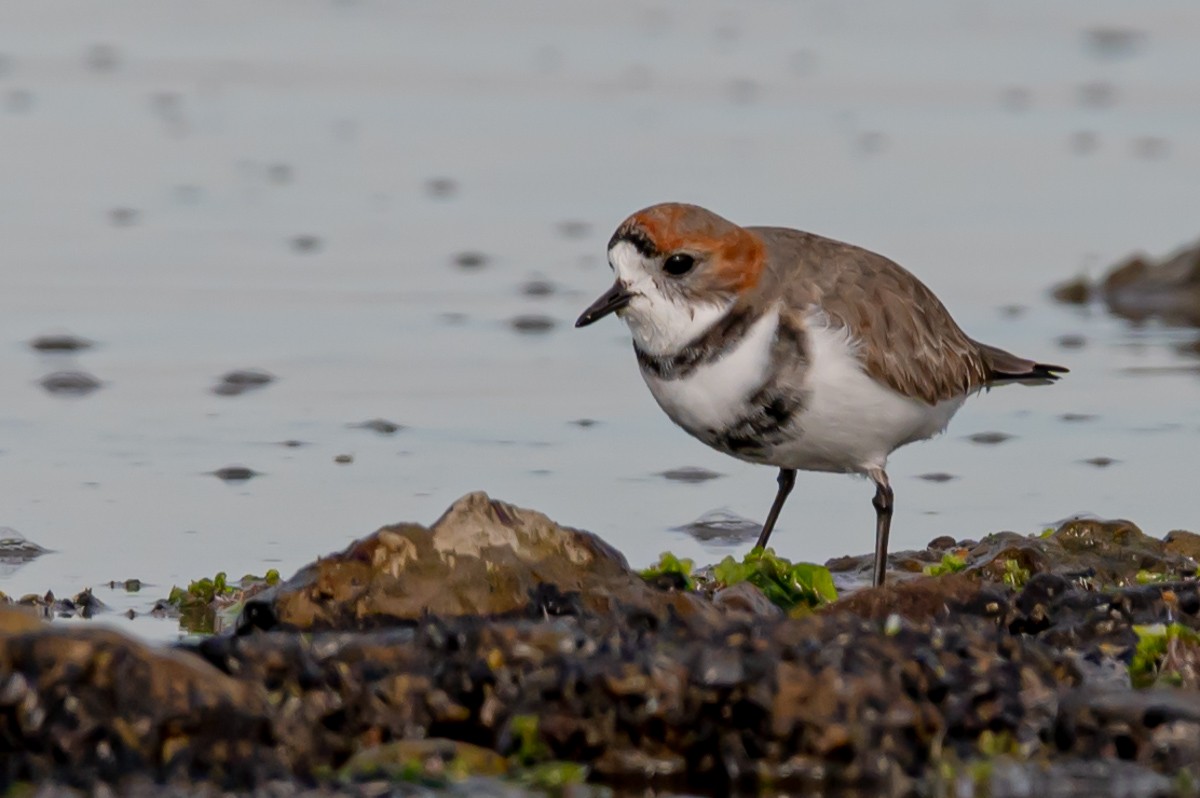Two-banded Plover - ML352945501