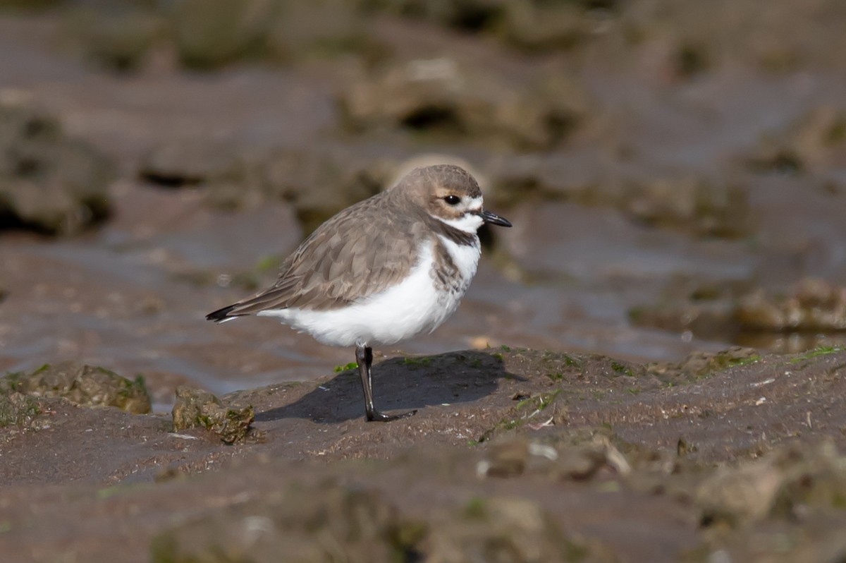 Two-banded Plover - ML352945511