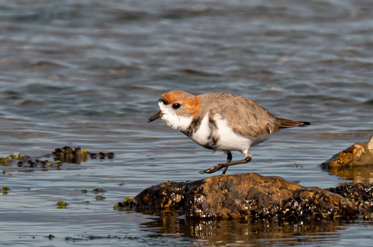 Two-banded Plover - ML352945521