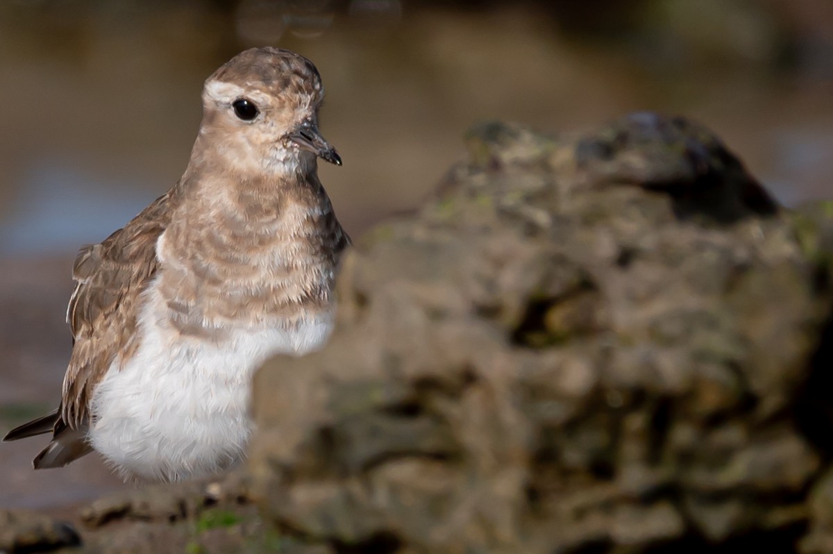 Rufous-chested Dotterel - ML352945541