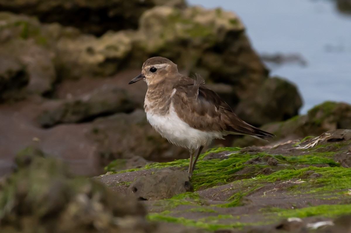 Rufous-chested Dotterel - ML352945571