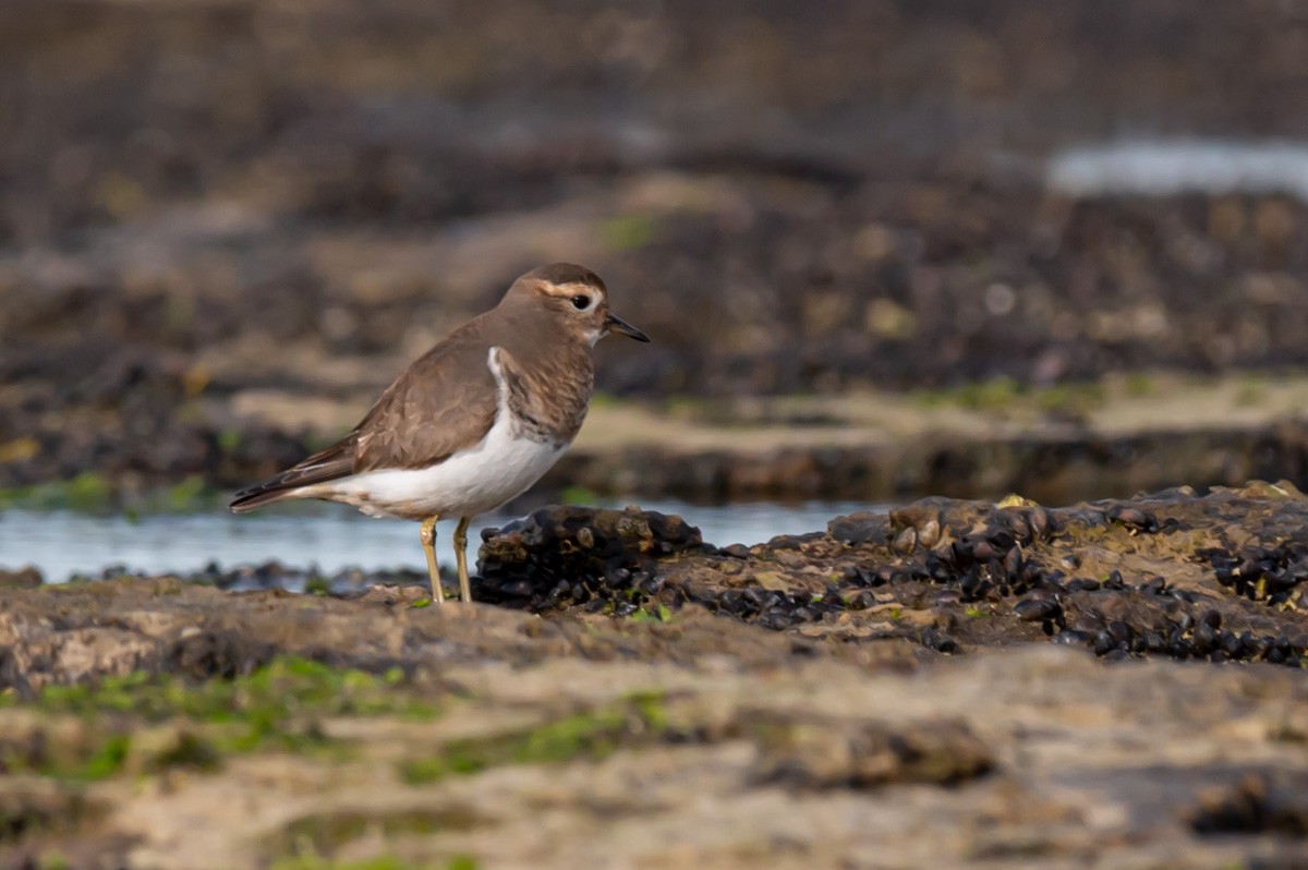 Rufous-chested Dotterel - Victor Hugo Michelini