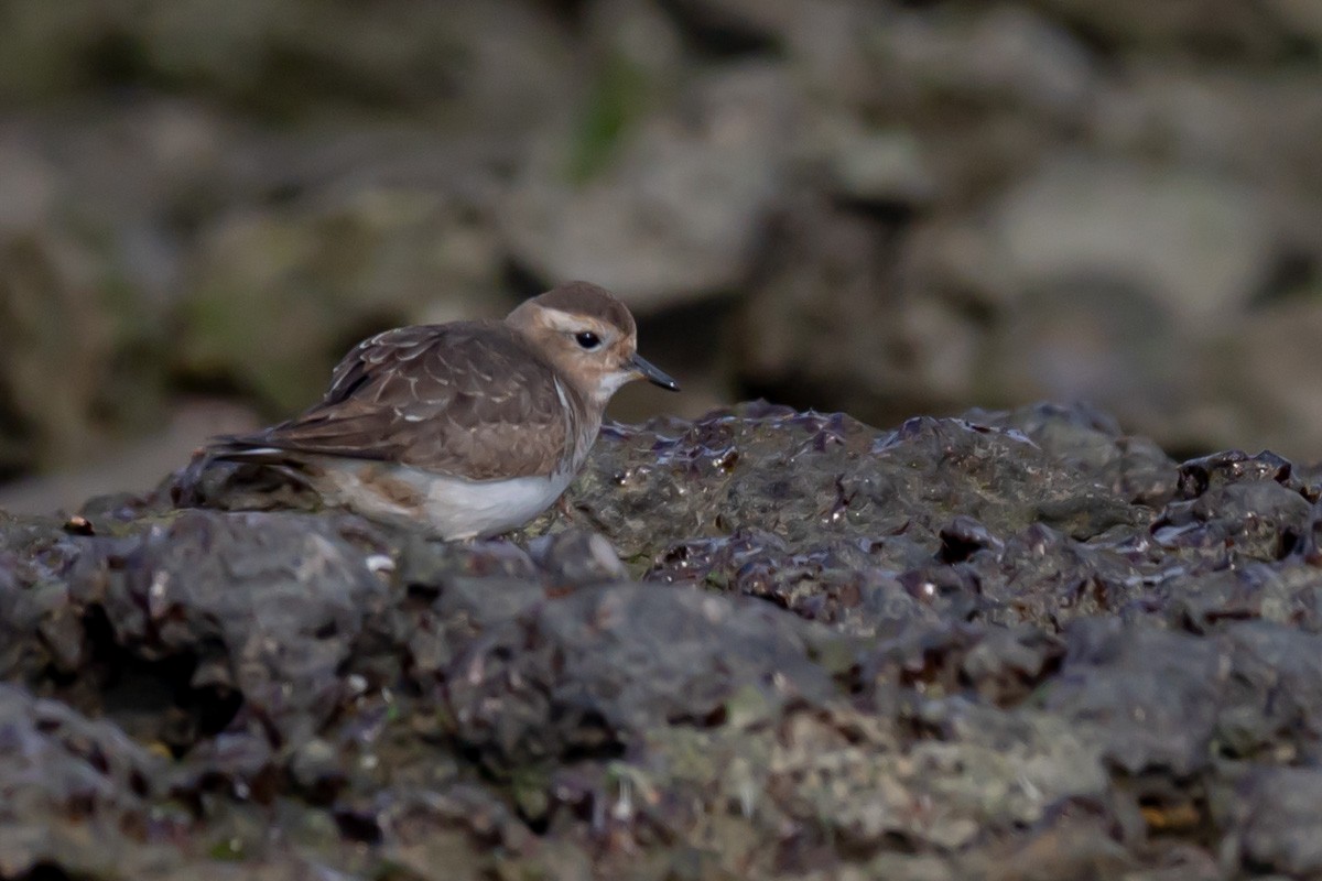 Rufous-chested Dotterel - ML352945601