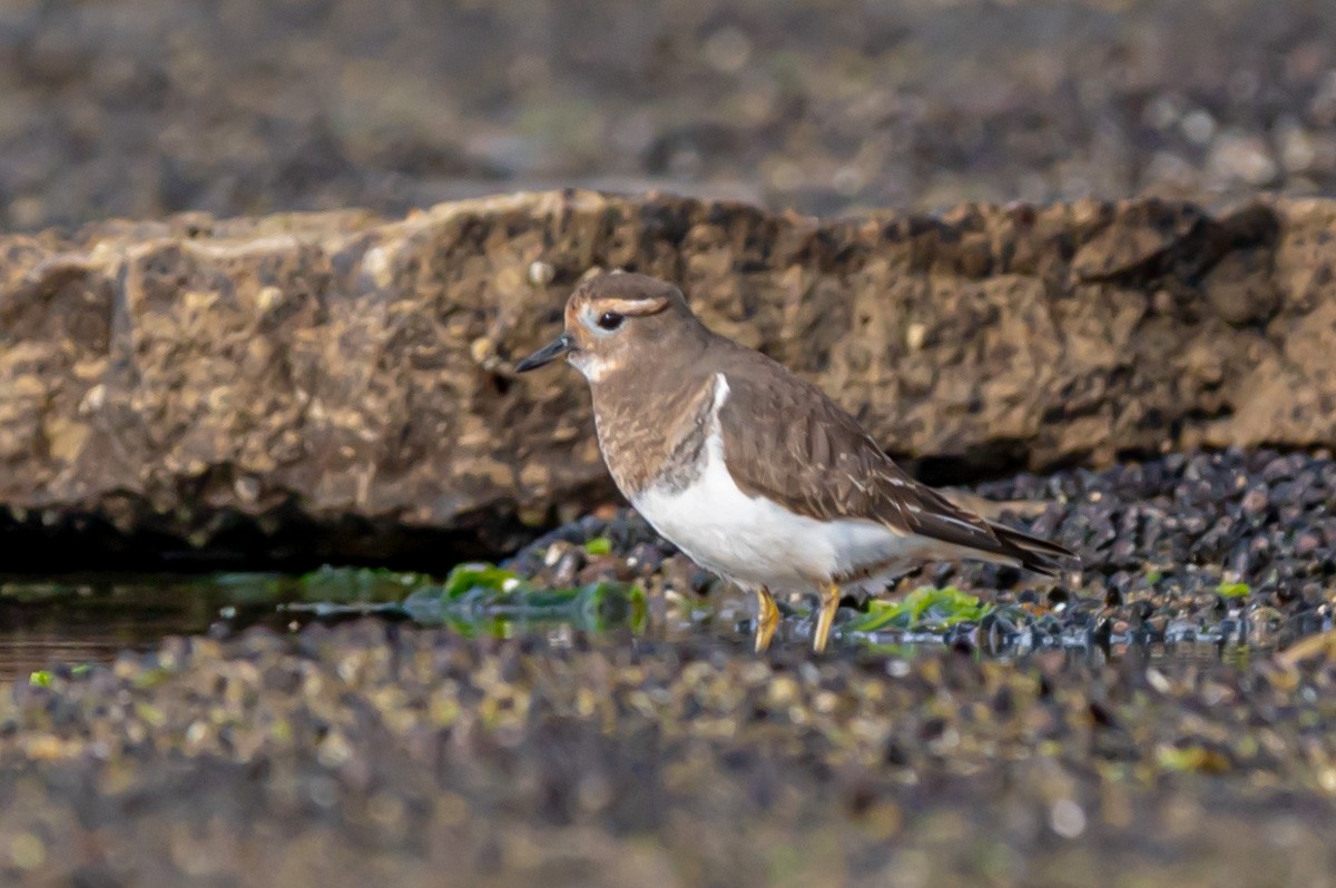 Rufous-chested Dotterel - ML352945611