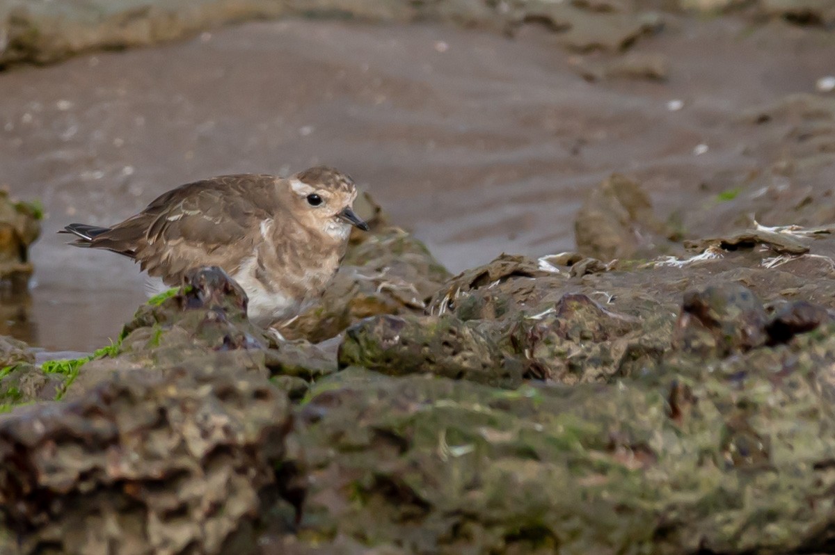 Rufous-chested Dotterel - ML352945621