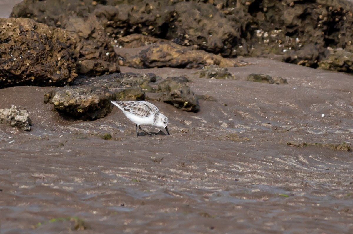 Sanderling - ML352945711