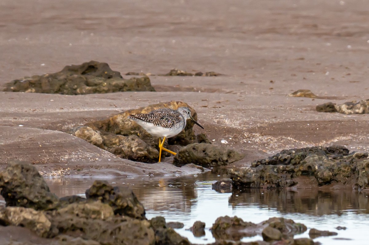 Greater Yellowlegs - ML352945781