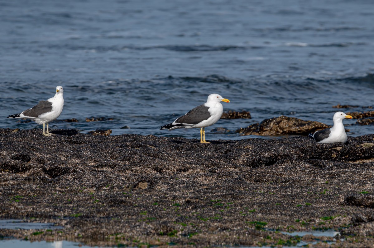 Kelp Gull - ML352946201