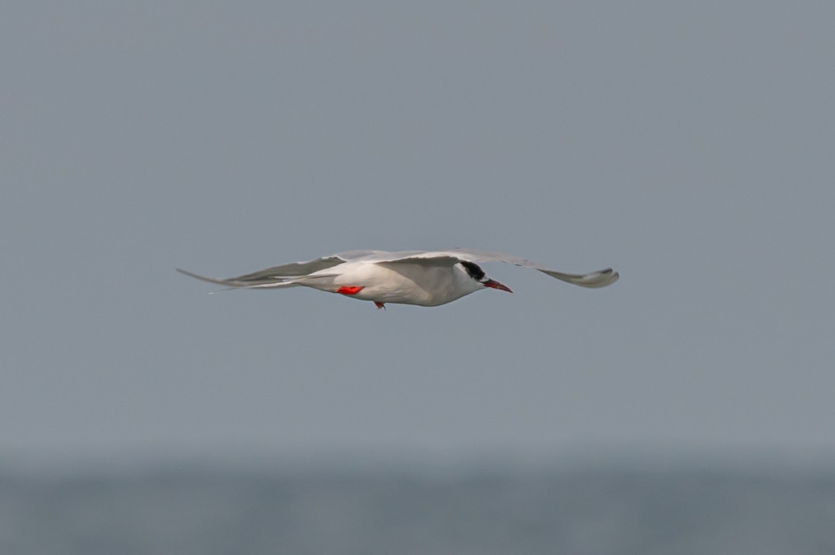 South American Tern - ML352946251