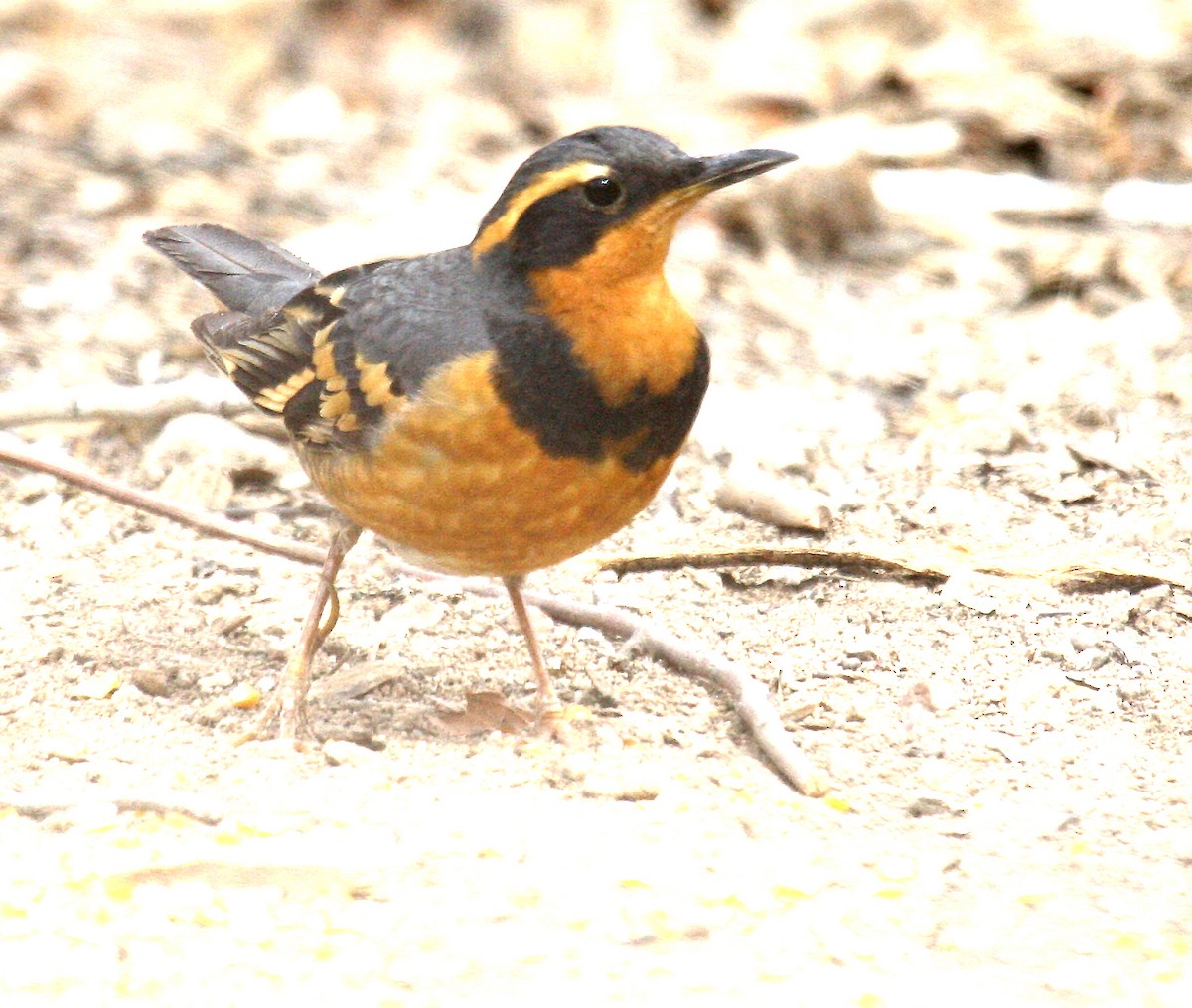 Varied Thrush - ML352946591