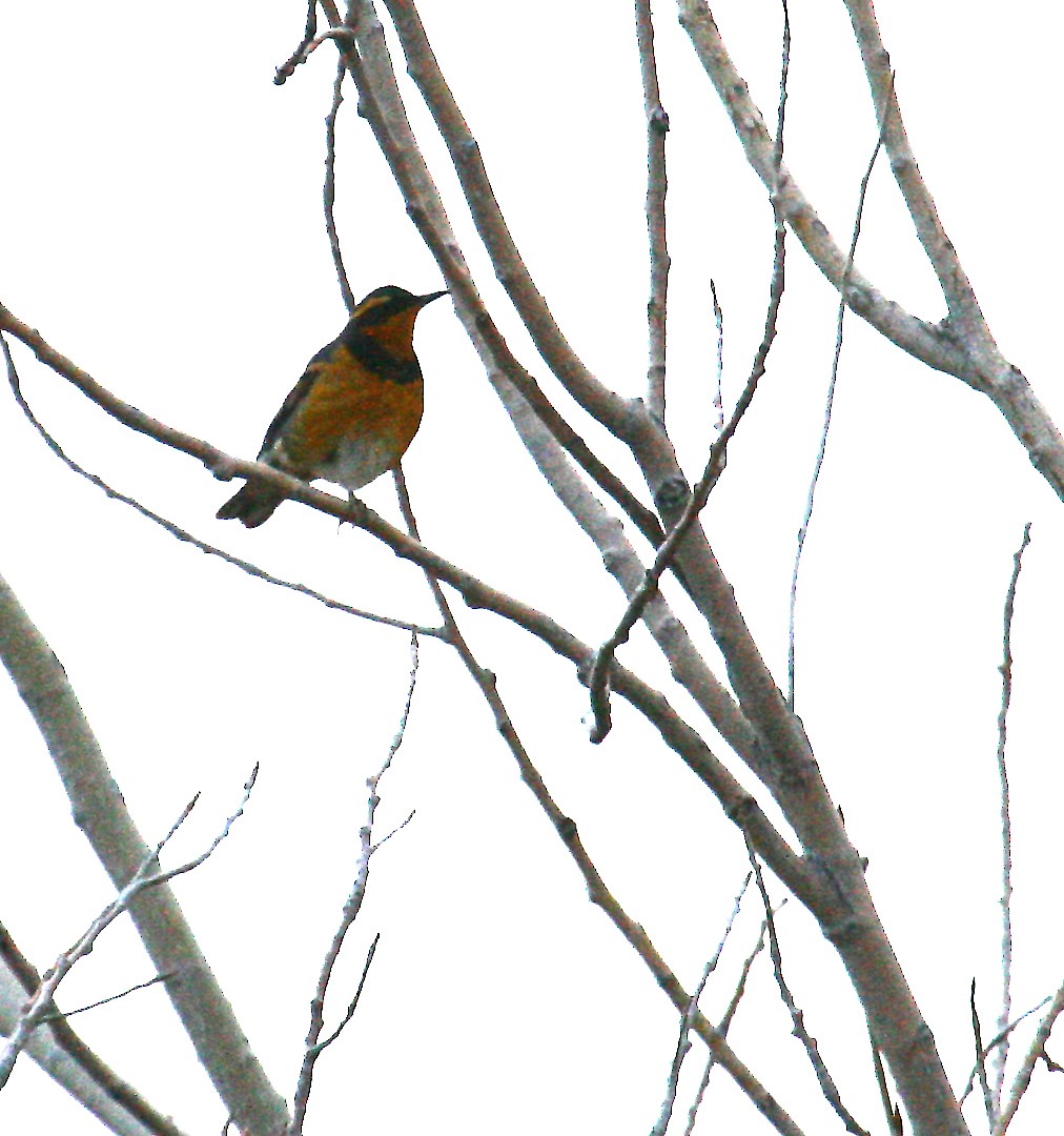 Varied Thrush - ML352946981