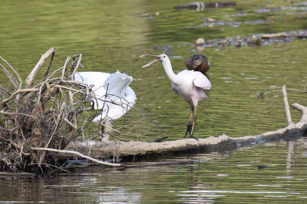 Roseate Spoonbill - ML352947331