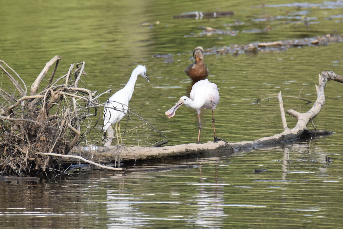 Roseate Spoonbill - ML352947351