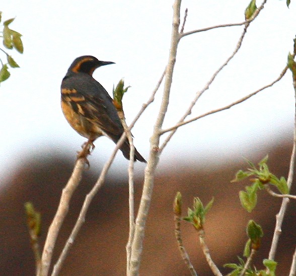 Varied Thrush - ML352948871