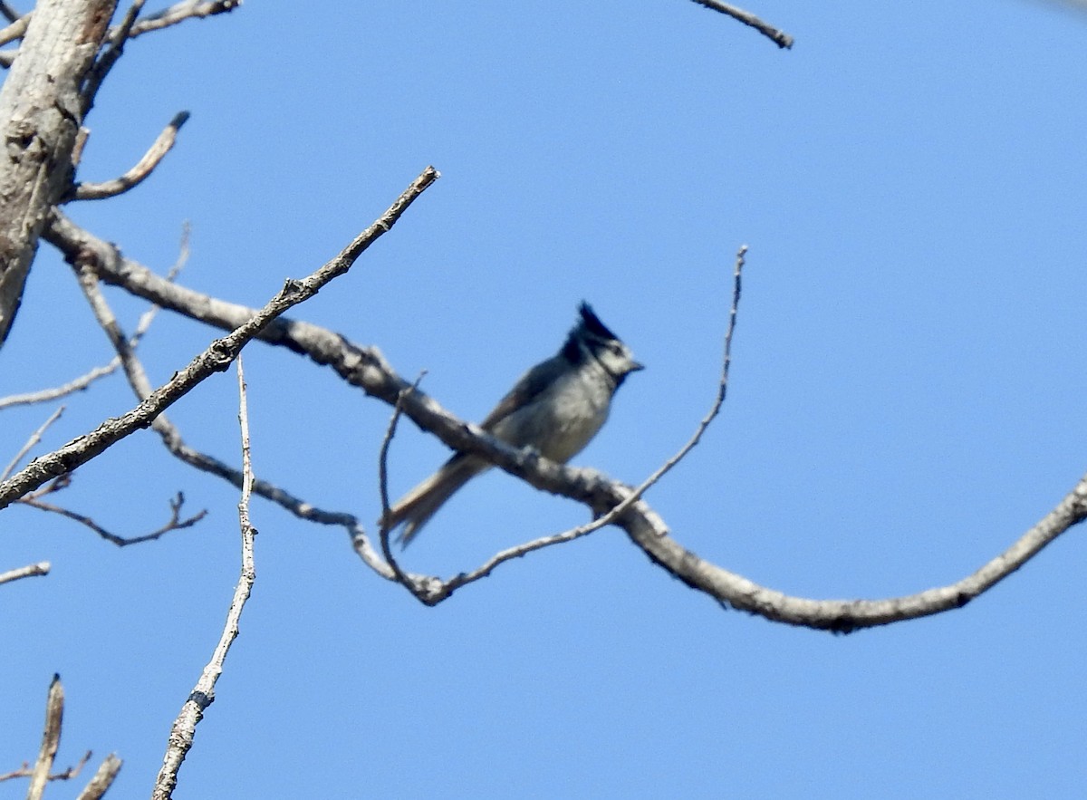 Bridled Titmouse - ML352949511