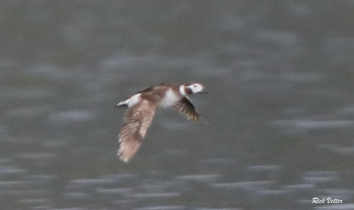 Long-tailed Duck - ML352949791