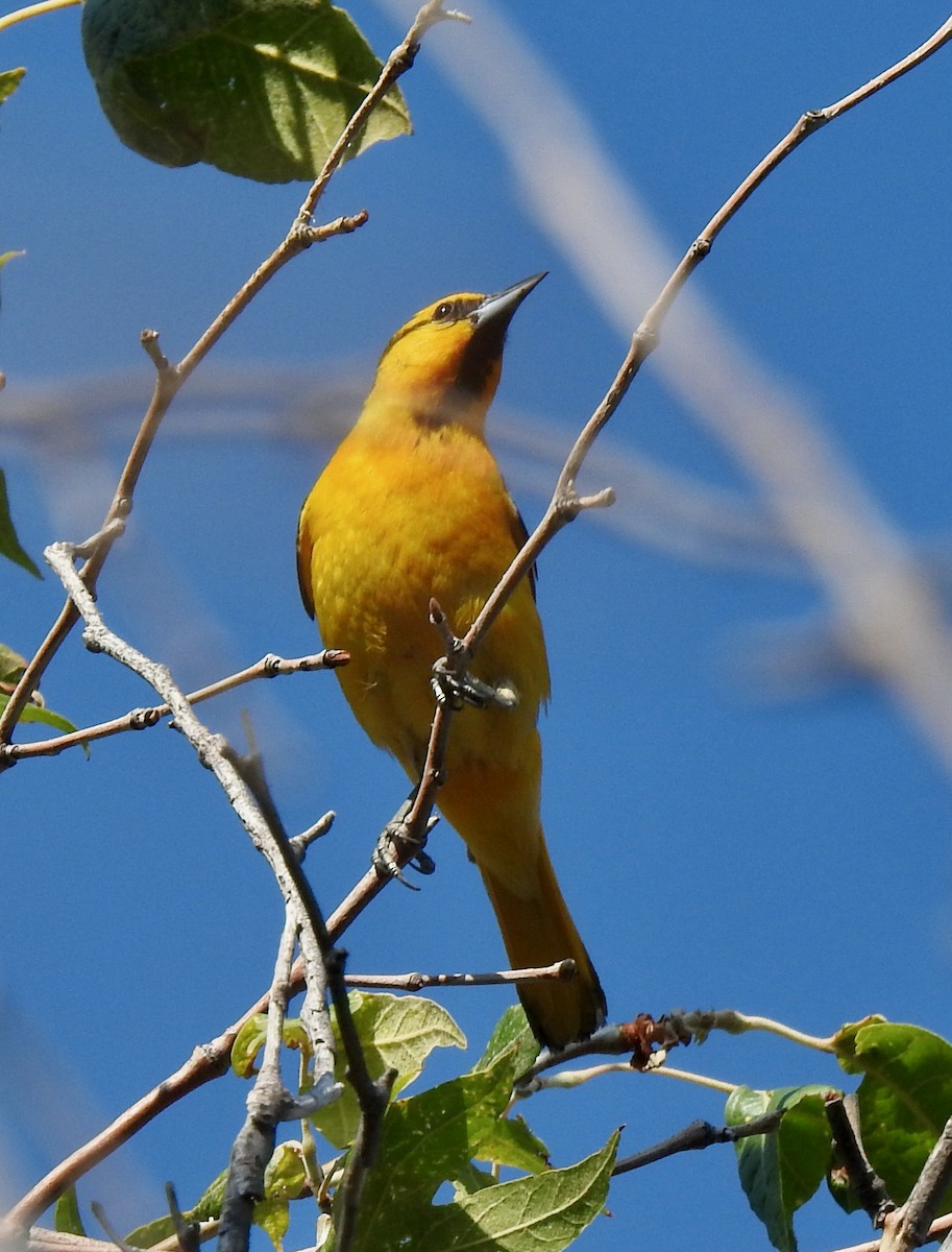 Oriole de Bullock - ML352949811