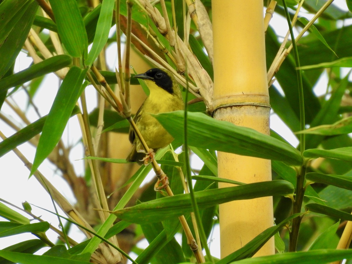 Olive-crowned Yellowthroat - ML352950391