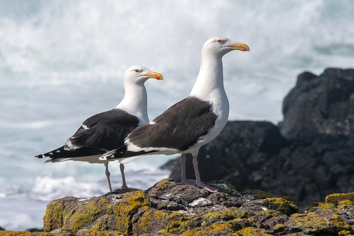 Great Black-backed Gull - ML352950411
