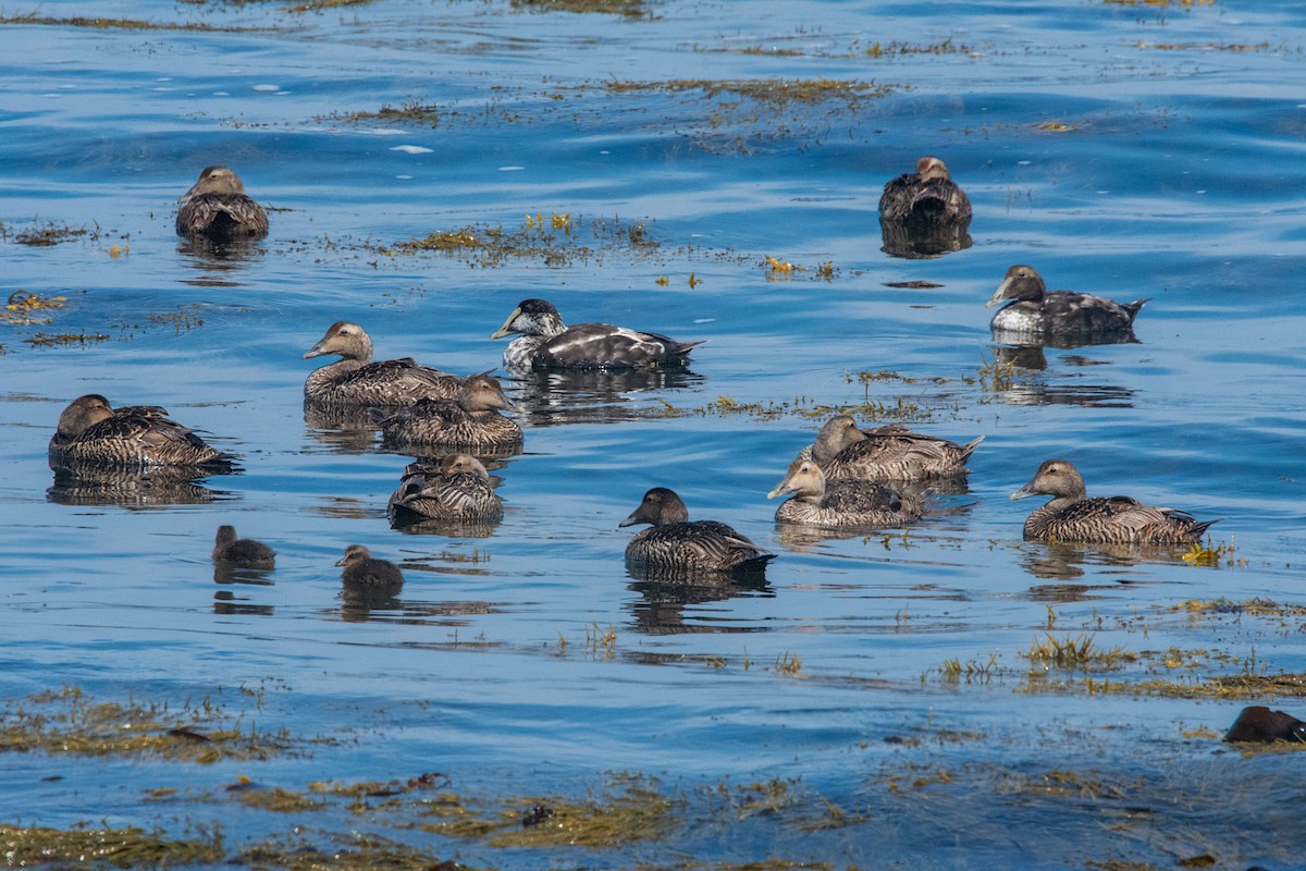 Common Eider - ML352950451