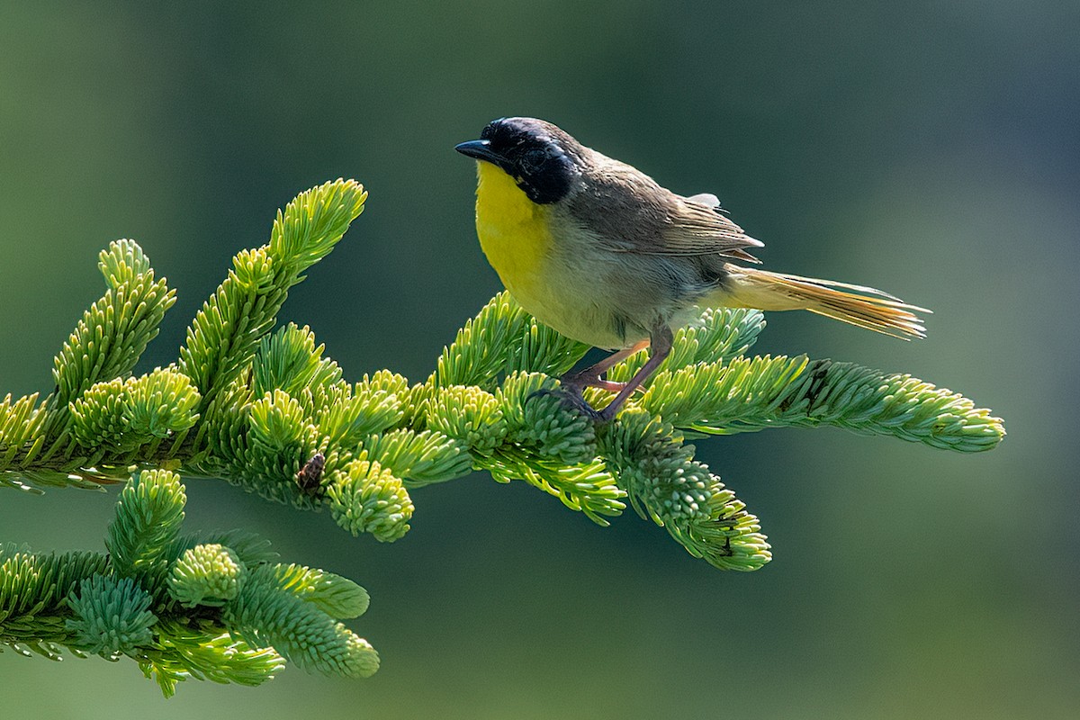 Common Yellowthroat - ML352950521