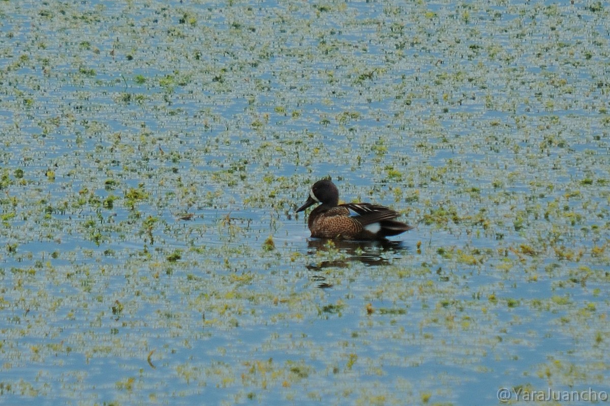 Blue-winged Teal - ML352952341