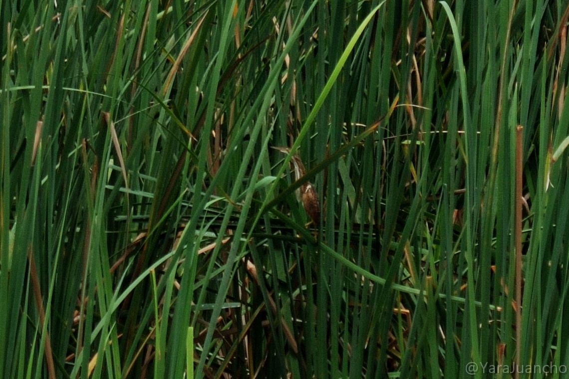 Least Bittern - ML352952951