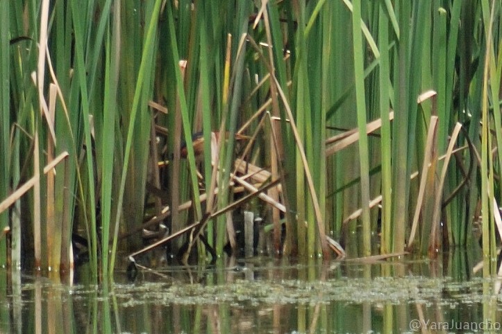 Least Bittern - ML352952971