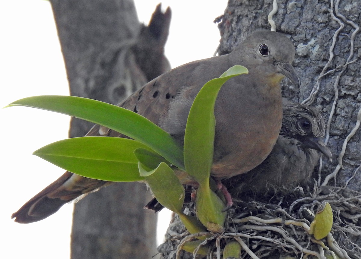 Ruddy Ground Dove - Danilo Moreno