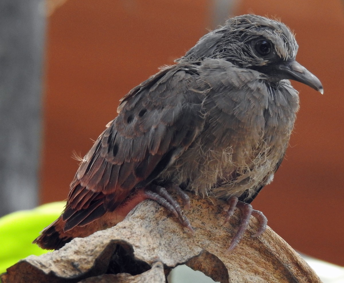 Ruddy Ground Dove - ML352954261