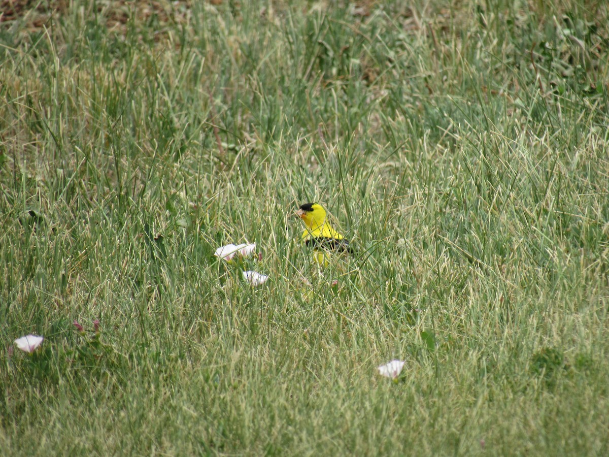 American Goldfinch - ML352954301