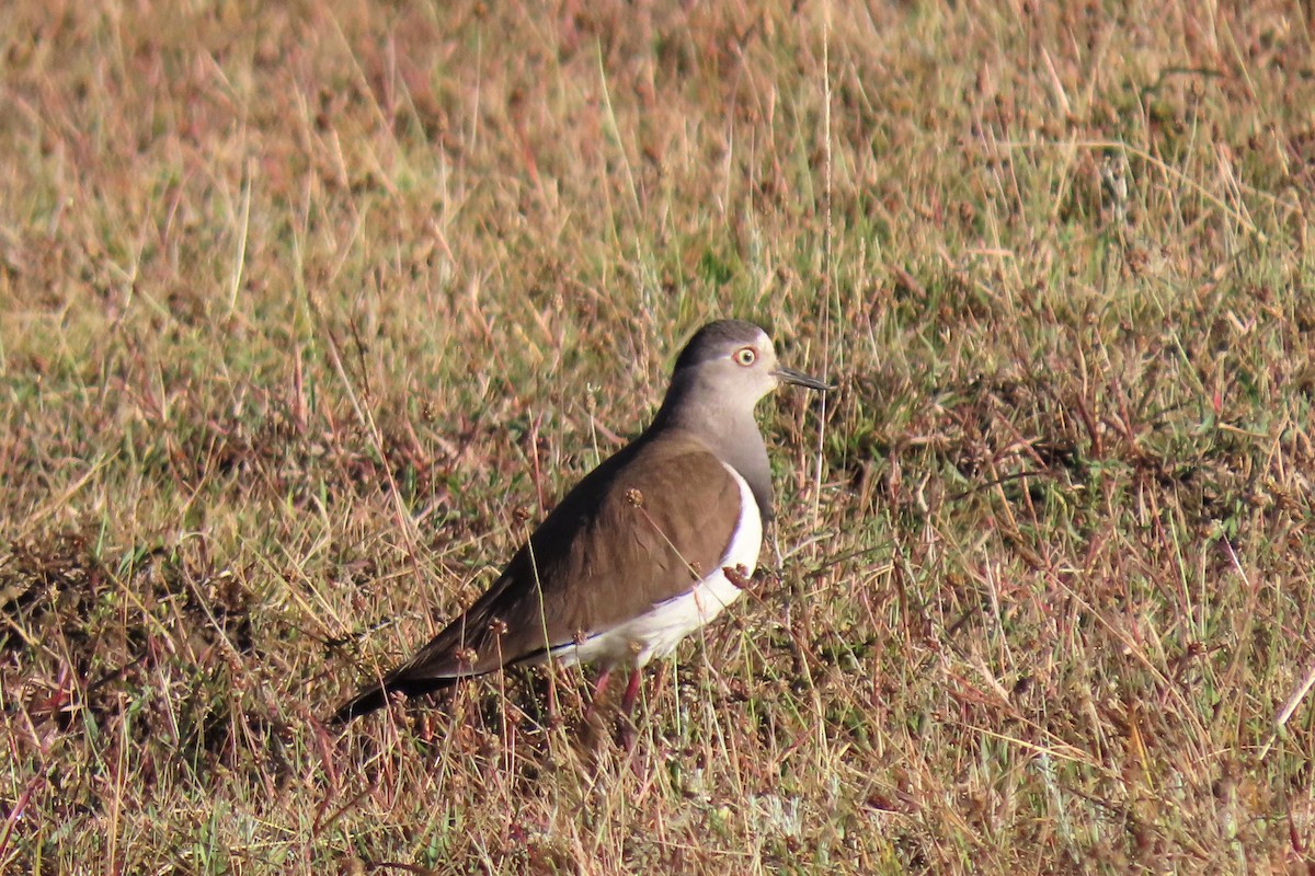 Black-winged Lapwing - ML352954721