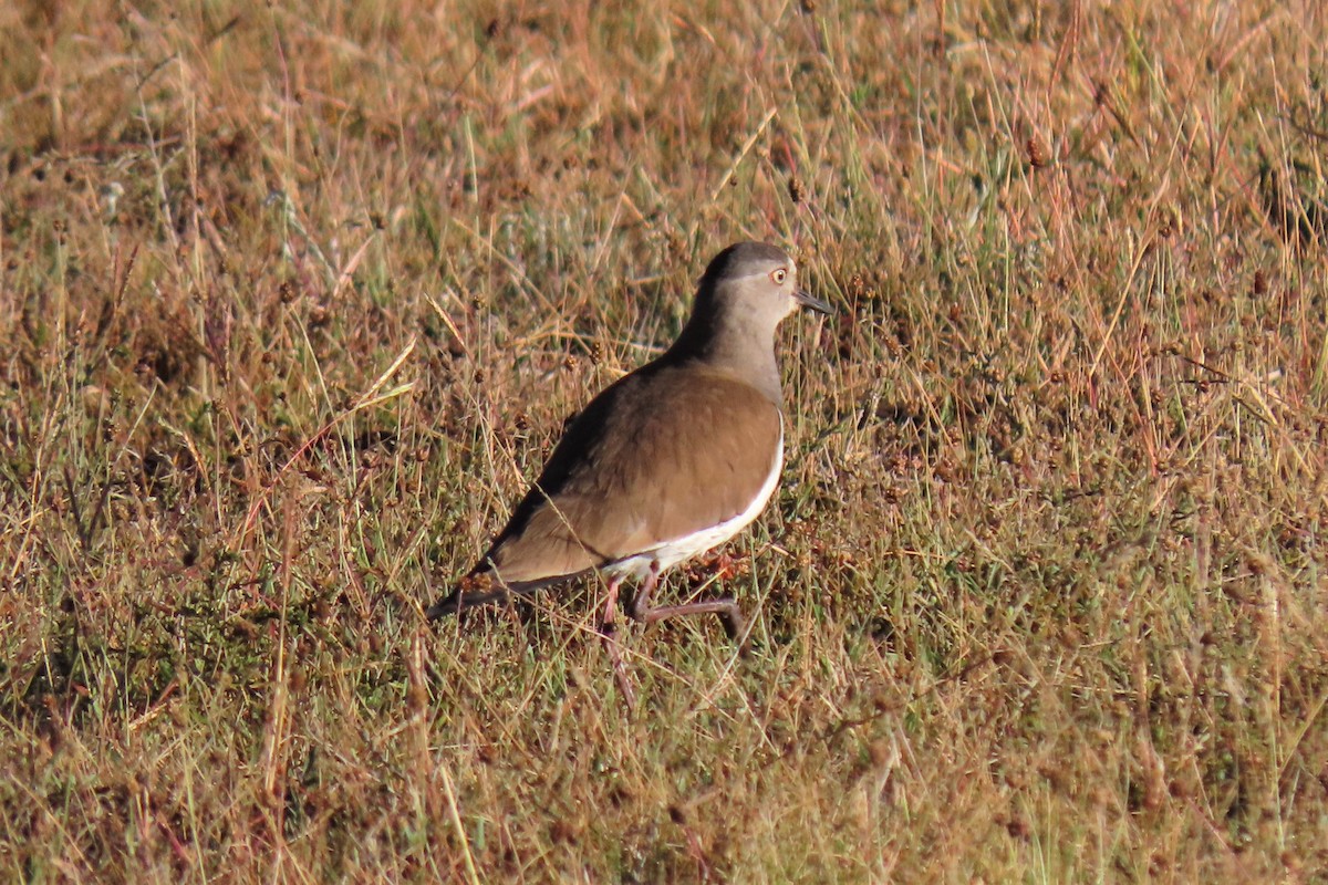 Black-winged Lapwing - ML352954731