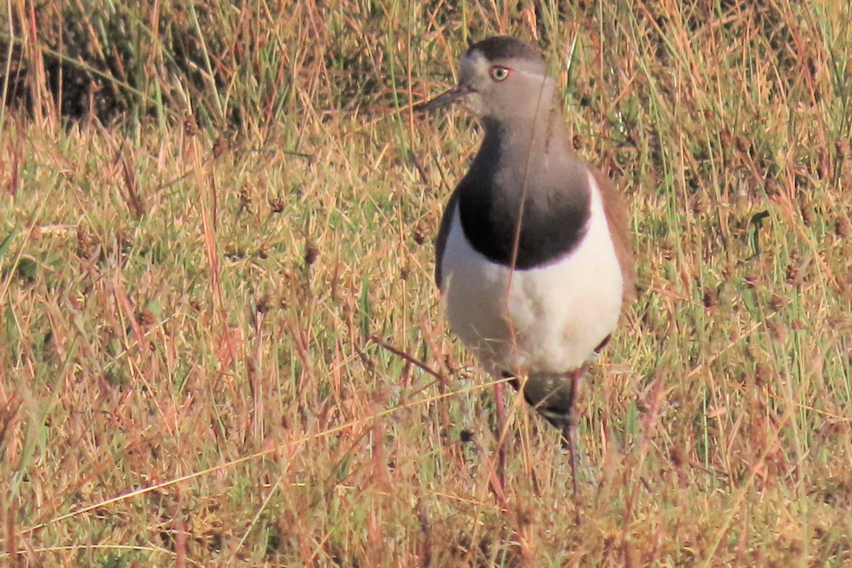 Black-winged Lapwing - ML352954751