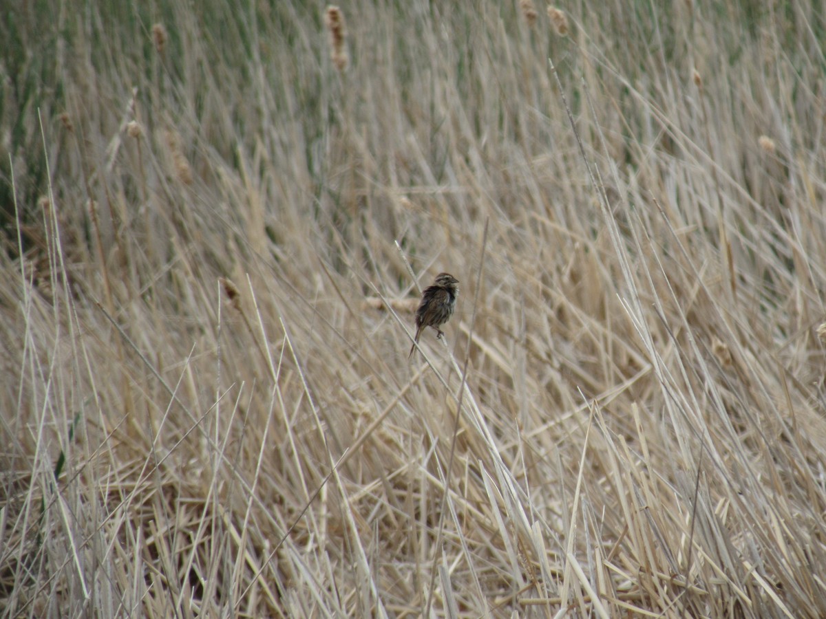 Song Sparrow - ML352955041