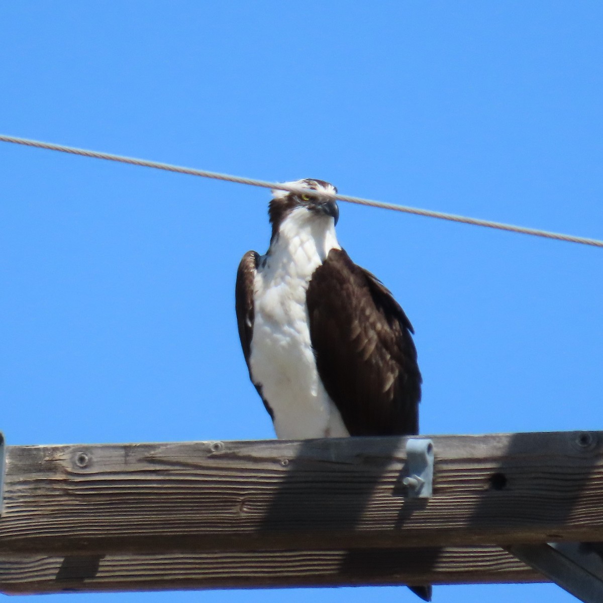 Osprey (carolinensis) - ML352955171