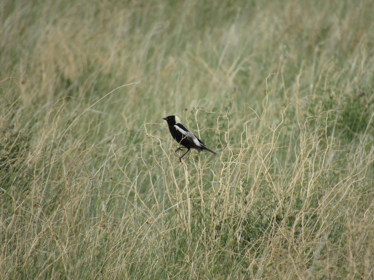 bobolink americký - ML352955241