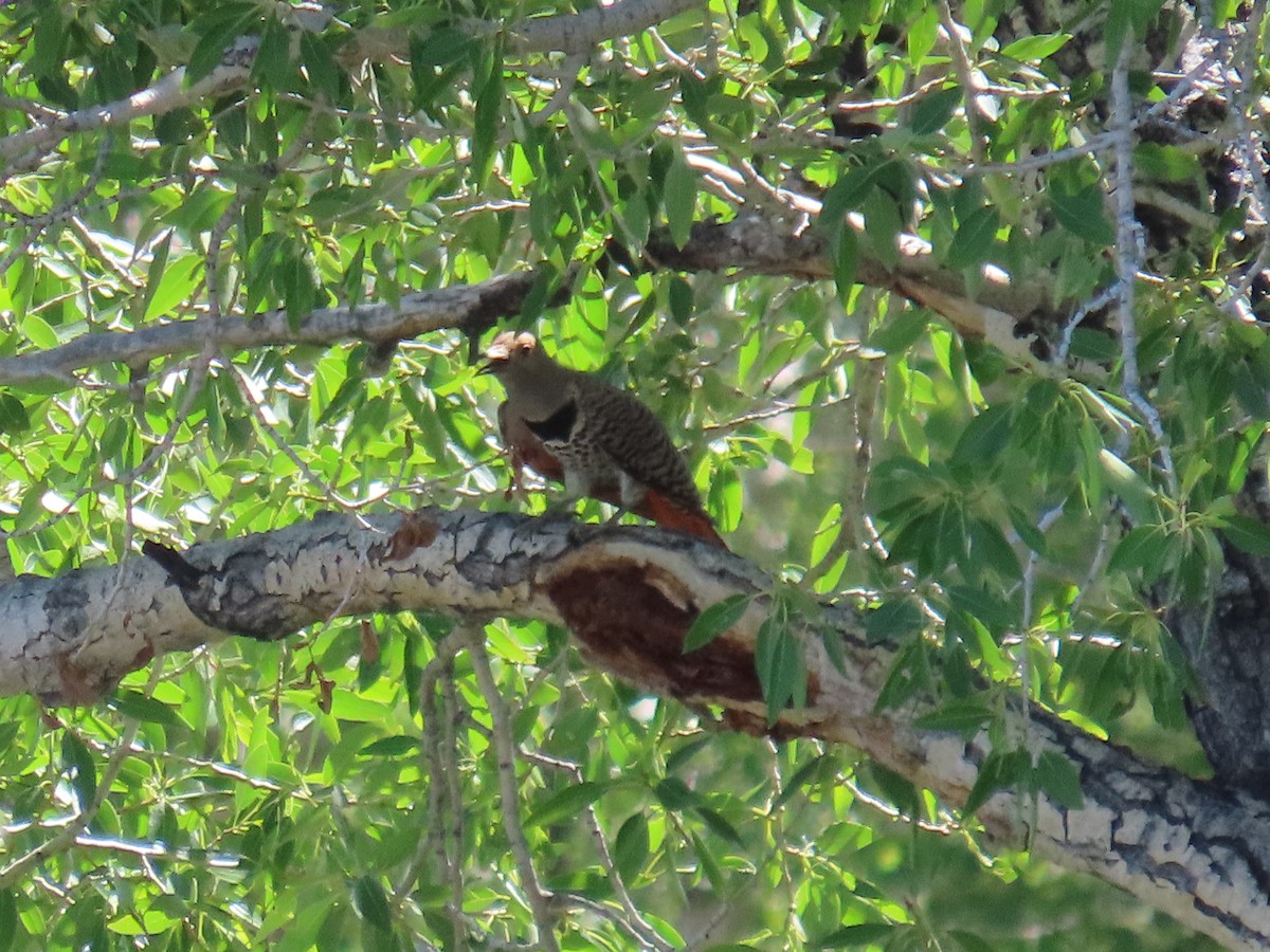 Northern Flicker (Red-shafted) - Mackenzie Goldthwait