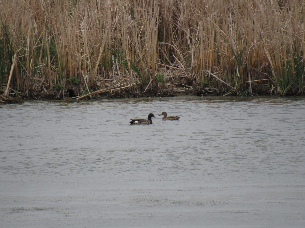 Mallard - Jeff Tibbits