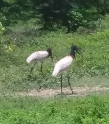 Jabiru - Alfredo Correa