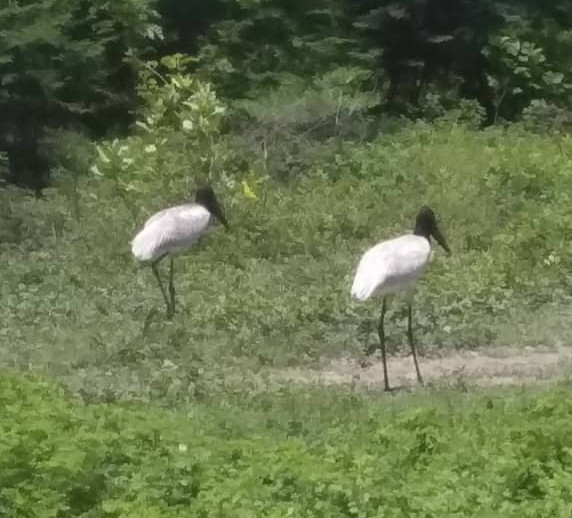 Jabiru - Alfredo Correa