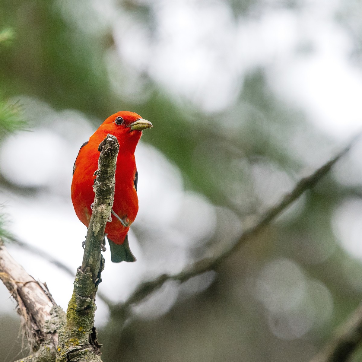 Scarlet Tanager - Christine Pelletier et (Claude St-Pierre , photos)