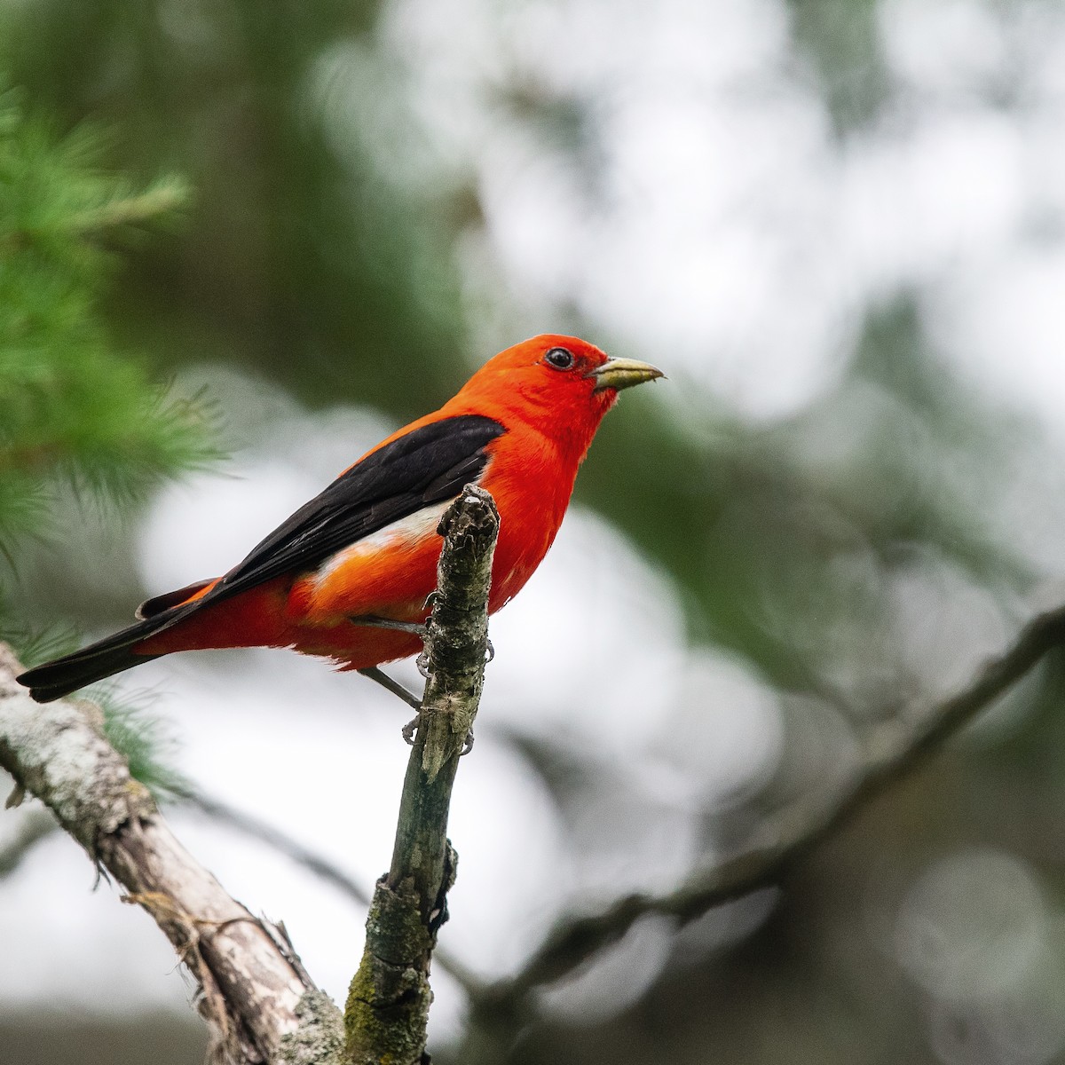 Scarlet Tanager - Christine Pelletier et (Claude St-Pierre , photos)