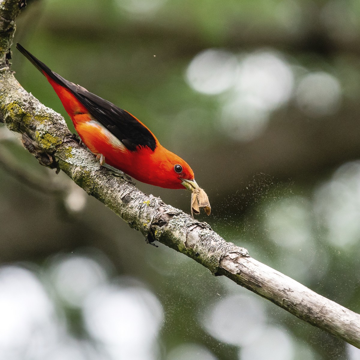 Scarlet Tanager - Christine Pelletier et (Claude St-Pierre , photos)