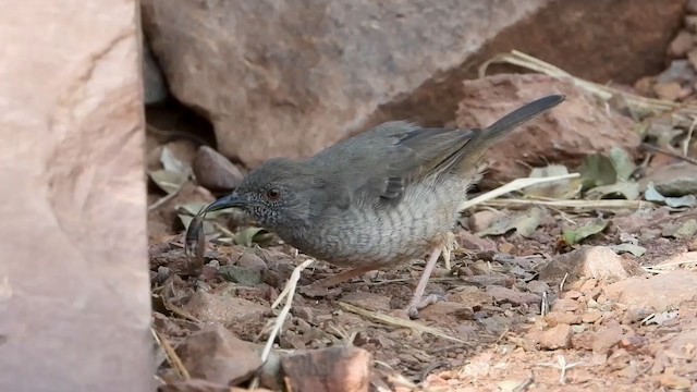 Miombo Wren-Warbler - ML352957361