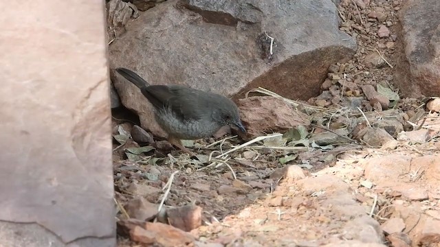 Miombo Wren-Warbler - ML352957371