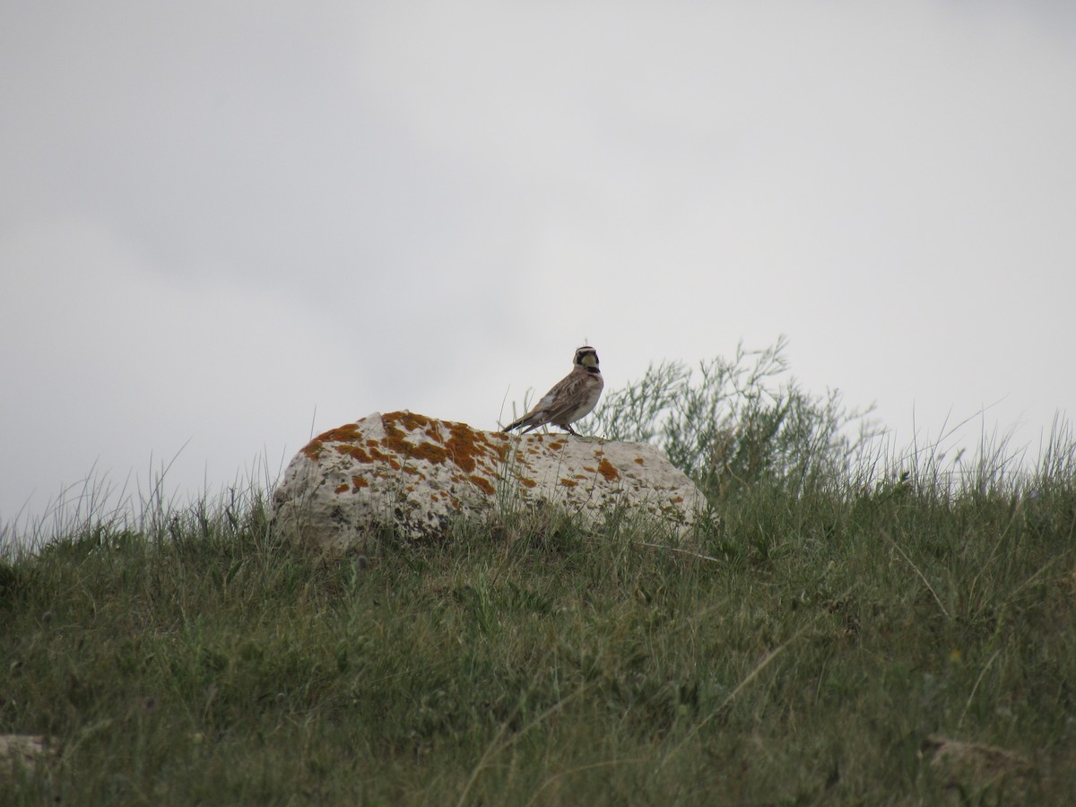 Horned Lark - ML352958341