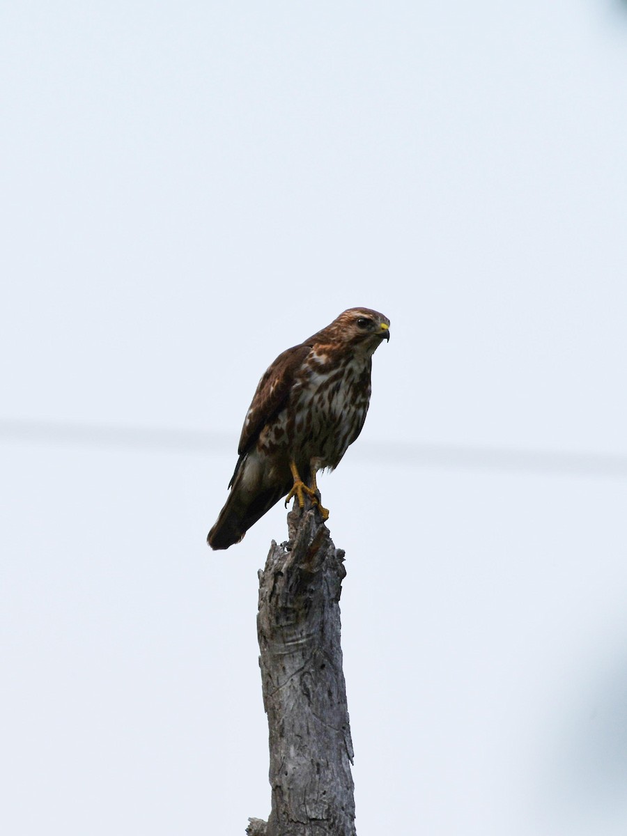 Broad-winged Hawk - D T